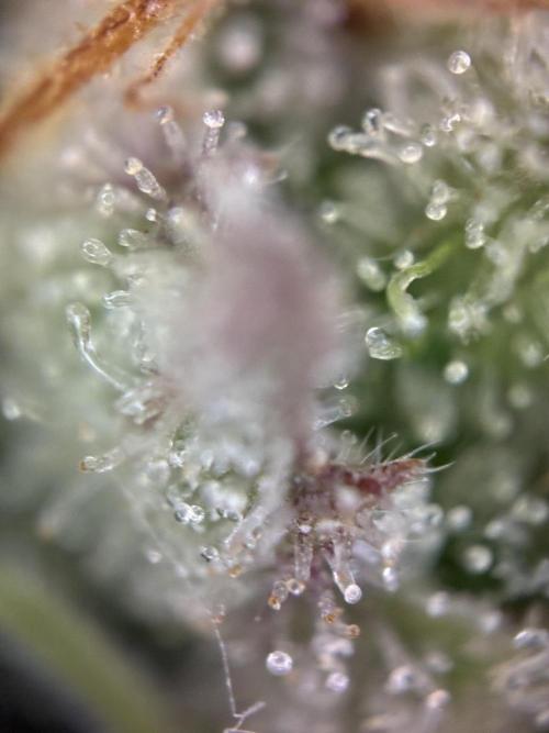 Sunny Härbärt. Week 11