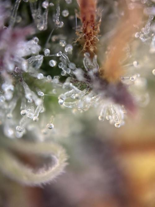 Sunny Härbärt. Week 11