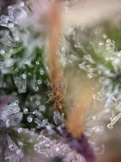 Sunny Härbärt. Week 11