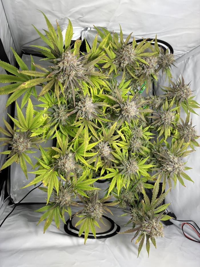 Sunny Härbärt. Week 12