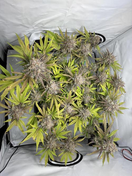 Sunny Härbärt. Week 13