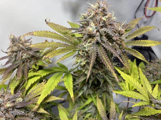 Sunny Härbärt. Week 13