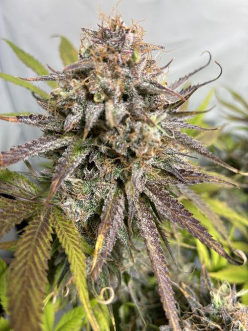 Sunny Härbärt. Week 13