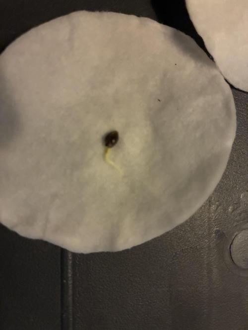 GG#4 Sherbet FF. Week 0