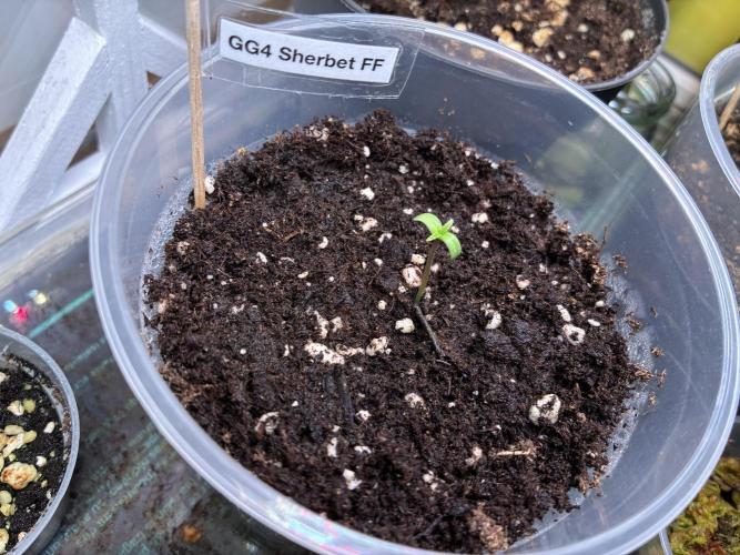 GG#4 Sherbet FF. Week 0