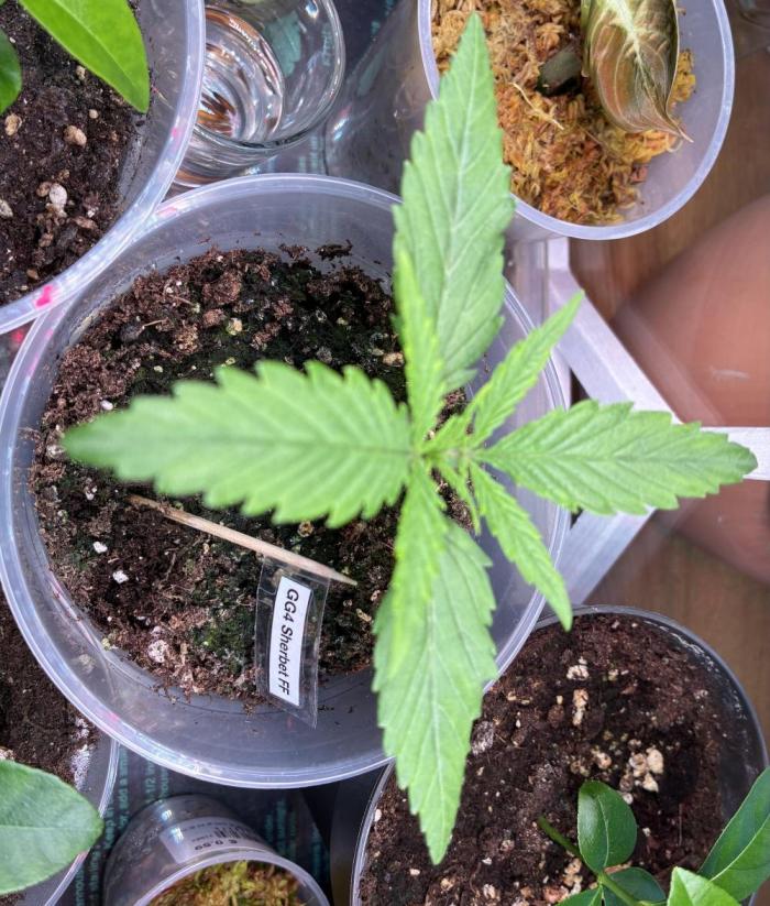 GG#4 Sherbet FF. Week 1