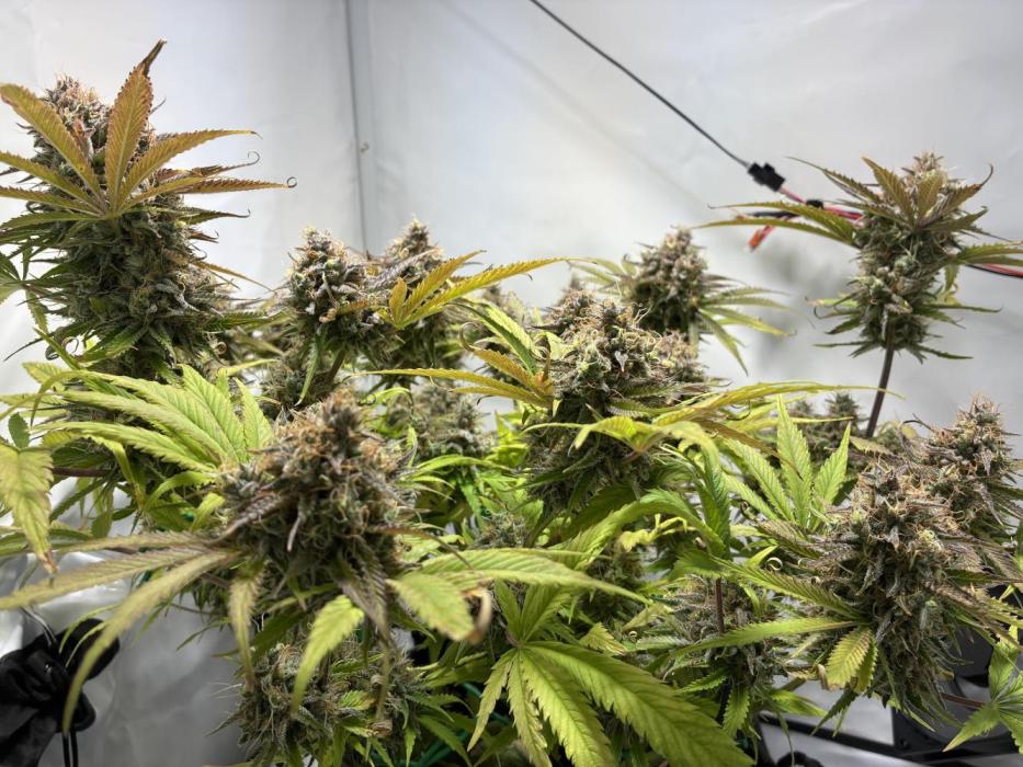 Sunny Härbärt. Week 14