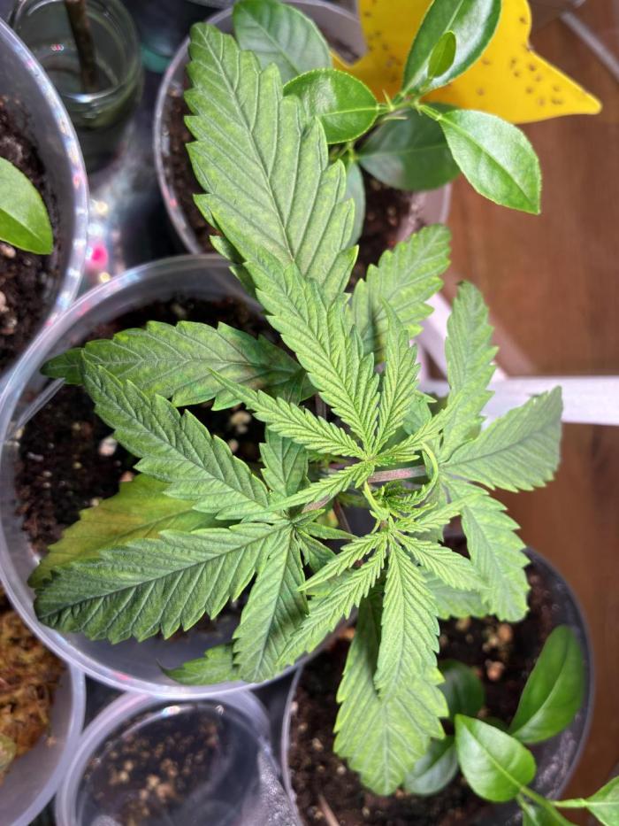 GG#4 Sherbet FF. Week 2