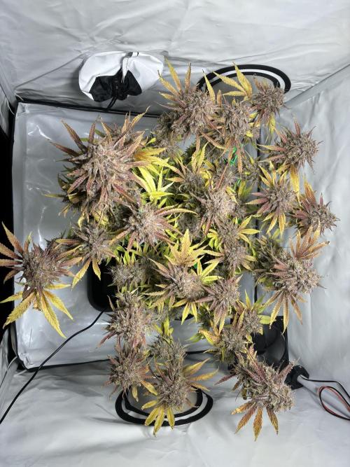 Sunny Härbärt. Week 15