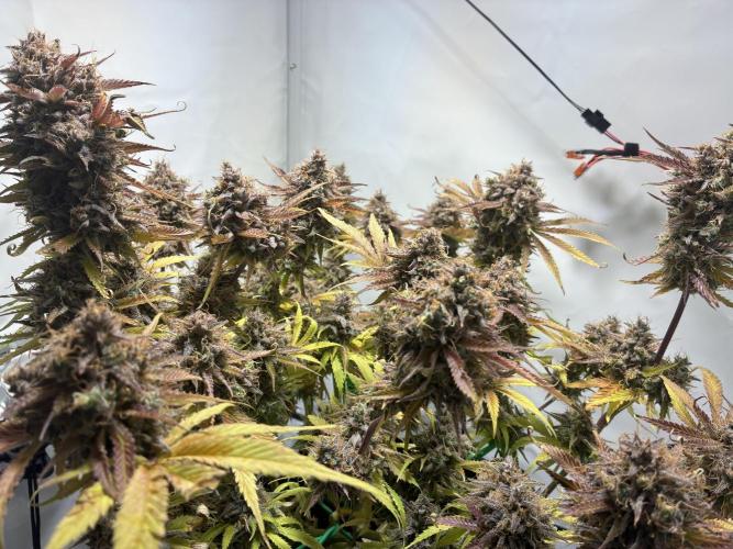 Sunny Härbärt. Week 15