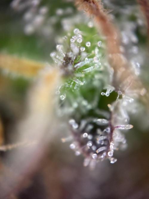 Sunny Härbärt. Week 15