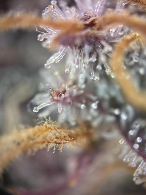 Sunny Härbärt. Week 15