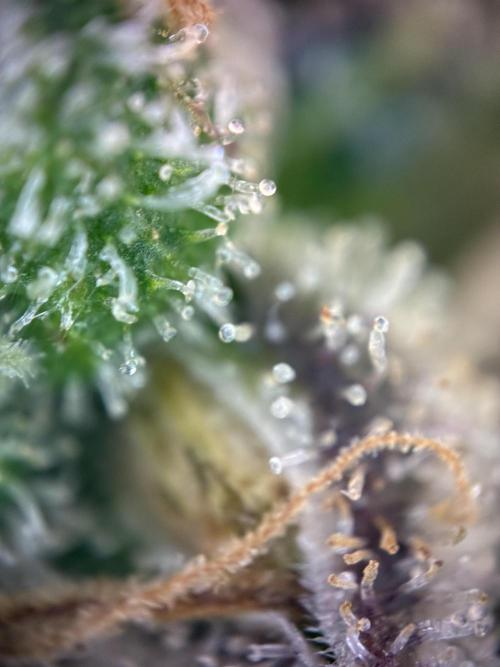 Sunny Härbärt. Week 15