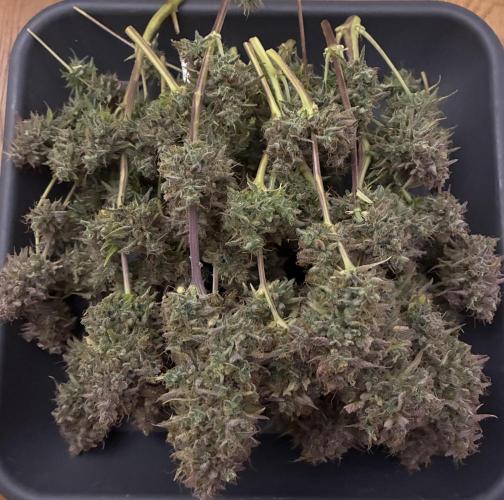 Sunny Härbärt. Week 15