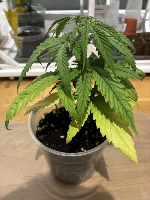 GG#4 Sherbet FF. Week 3