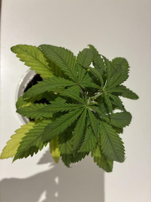 GG#4 Sherbet FF. Week 3