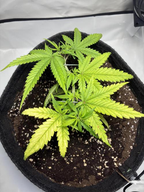 GG#4 Sherbet FF. Week 4