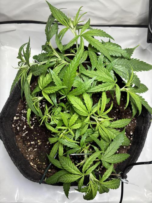 GG#4 Sherbet FF. Week 5