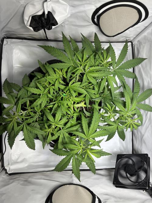 GG#4 Sherbet FF. Week 6