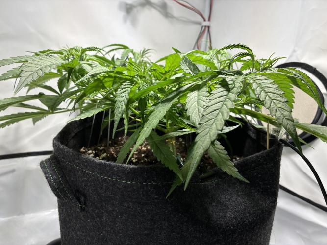 GG#4 Sherbet FF. Week 6