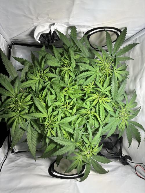 GG#4 Sherbet FF. Week 7