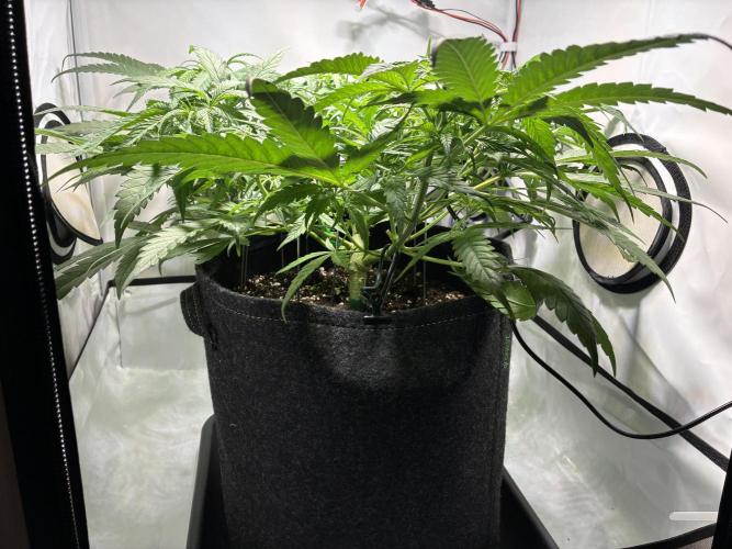 GG#4 Sherbet FF. Week 7