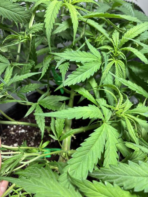 GG#4 Sherbet FF. Week 7