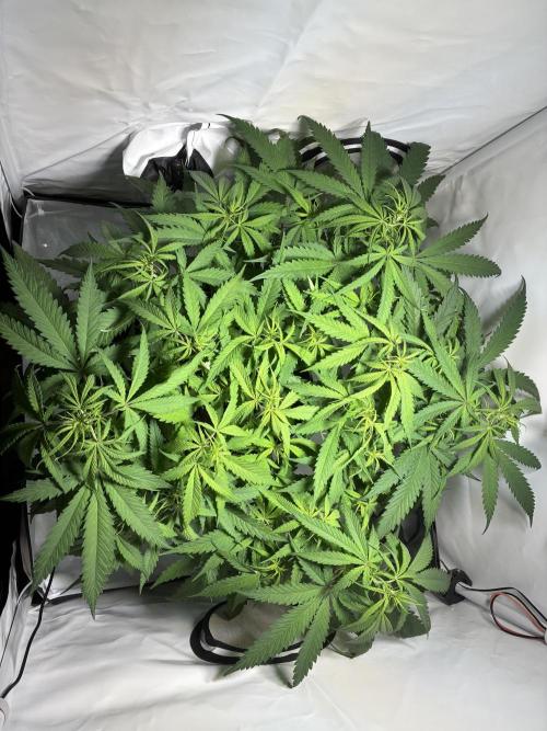 GG#4 Sherbet FF. Week 8