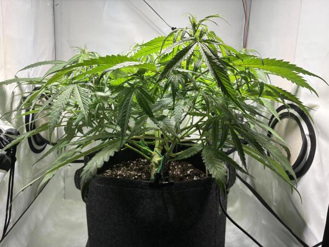 GG#4 Sherbet FF. Week 8