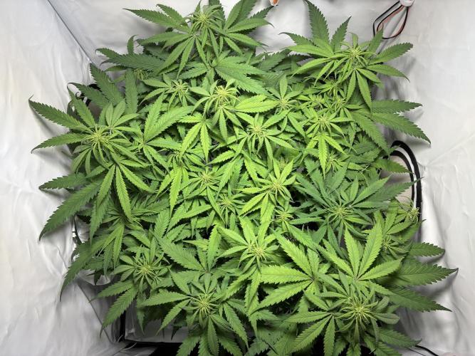 GG#4 Sherbet FF. Week 9