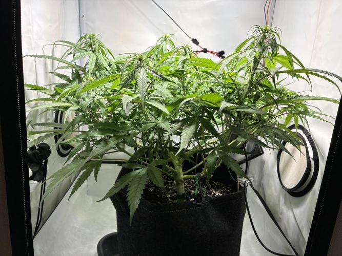 GG#4 Sherbet FF. Week 9