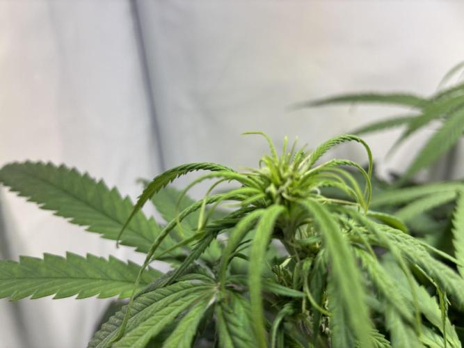 GG#4 Sherbet FF. Week 9