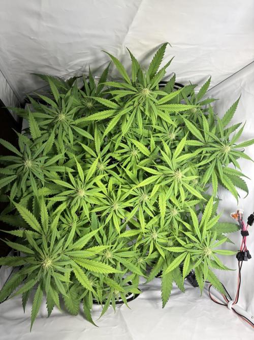 GG#4 Sherbet FF. Week 10