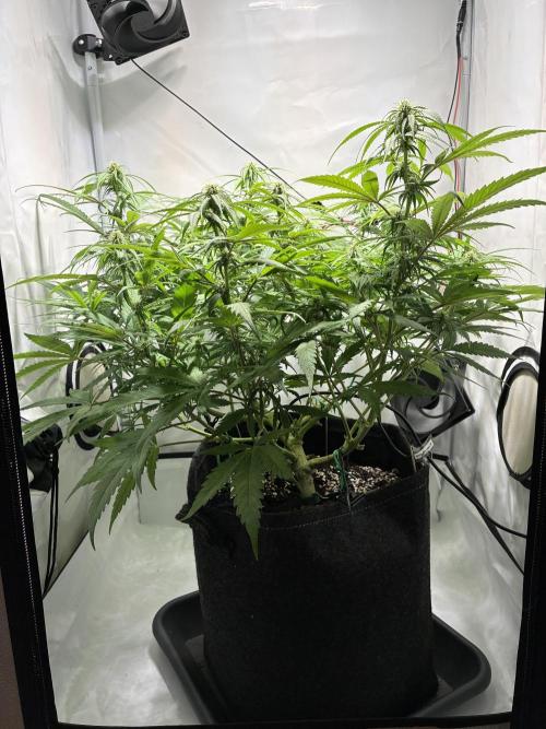 GG#4 Sherbet FF. Week 10
