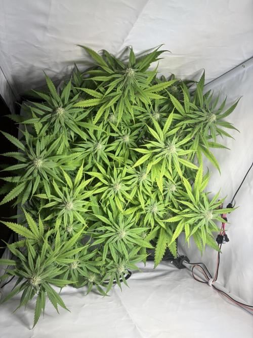 GG#4 Sherbet FF. Week 11