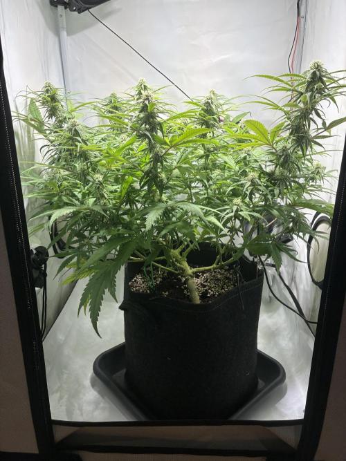 GG#4 Sherbet FF. Week 11