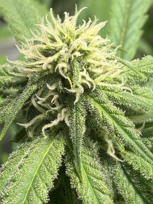 GG#4 Sherbet FF. Week 11