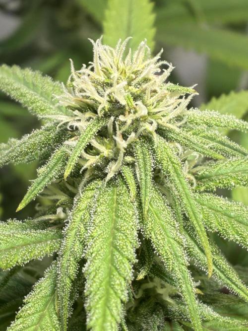 GG#4 Sherbet FF. Week 11