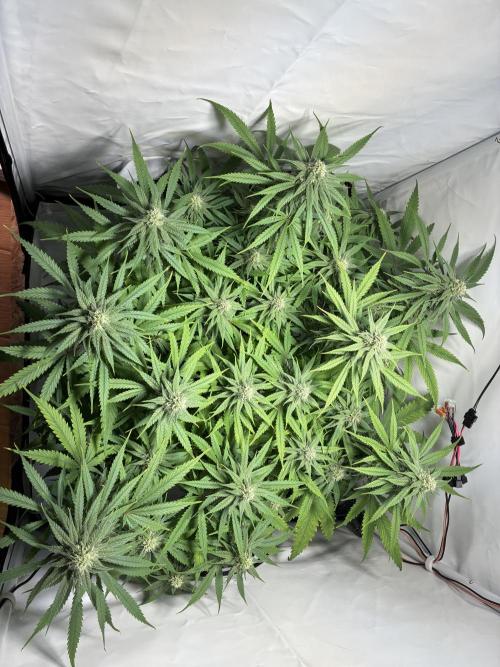 GG#4 Sherbet FF. Week 12