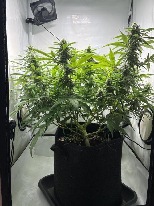 GG#4 Sherbet FF. Week 12