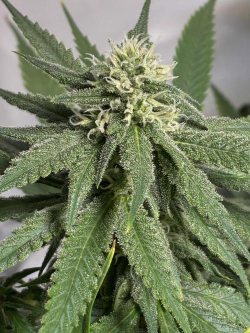 GG#4 Sherbet FF. Week 12
