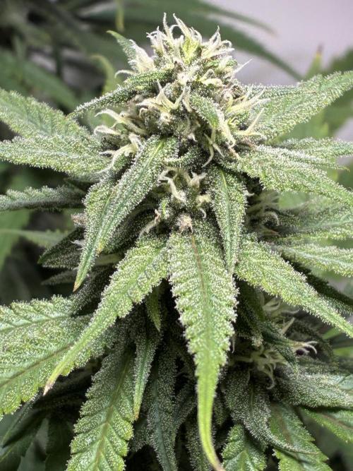 GG#4 Sherbet FF. Week 12