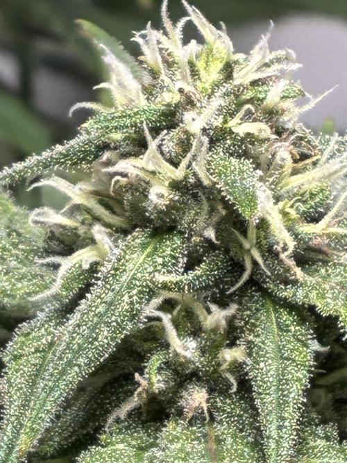 GG#4 Sherbet FF. Week 12