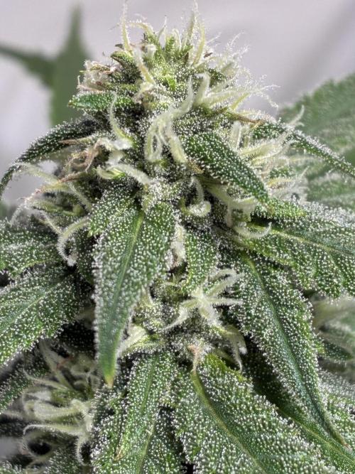 GG#4 Sherbet FF. Week 12