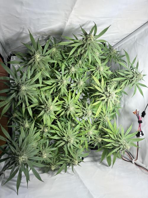 GG#4 Sherbet FF. Week 13