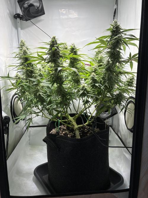 GG#4 Sherbet FF. Week 13