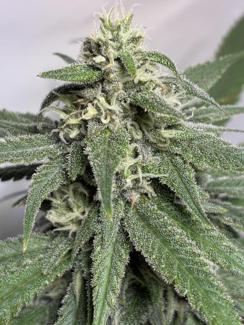 GG#4 Sherbet FF. Week 13