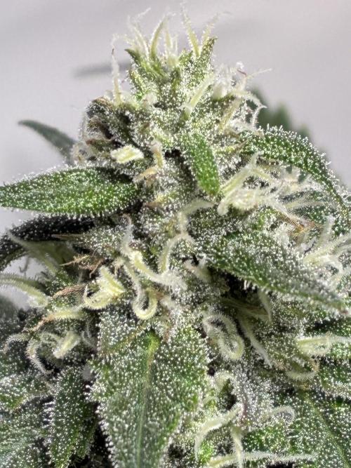 GG#4 Sherbet FF. Week 13