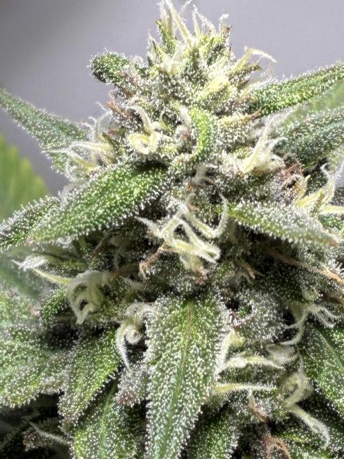 GG#4 Sherbet FF. Week 13