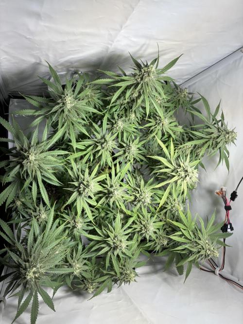GG#4 Sherbet FF. Week 14